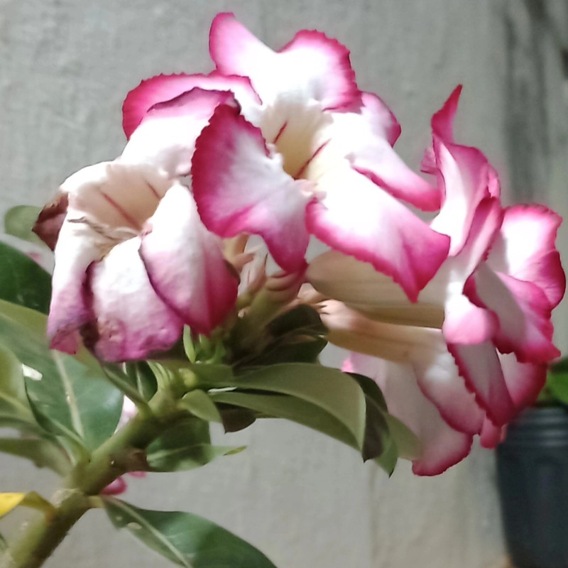 Foto de Taina Salvador Amaral
